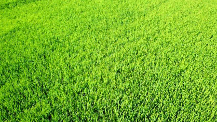 Aerial view of newly grown green rice fields with tractor tracks. Agricultural concept of rice cultivation in Albufera Valencia, Spain.