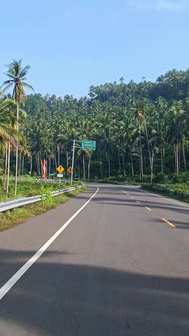 the beauty of coconut trees on the coast with a very fresh atmosphere.
