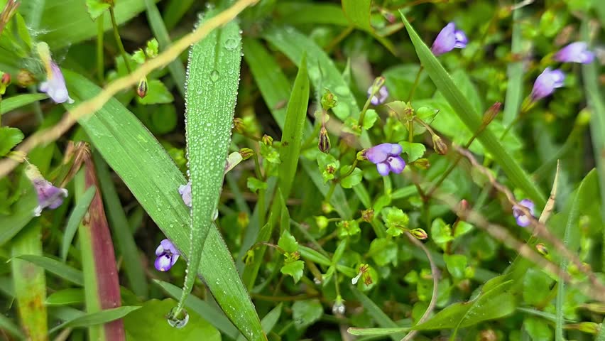 Tiny wild purple flowers among dewy grass. Mazus pumilus is a creeping wildflower commonly found in moist yards and rice fields.

