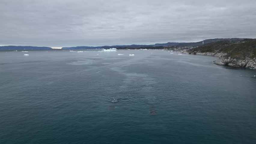 Humpback whale swims gracefully through icy waters near Ilulissat, Greenland. Captured by drone with floating icebergs and Arctic light. Peaceful, majestic, and cinematic moment.