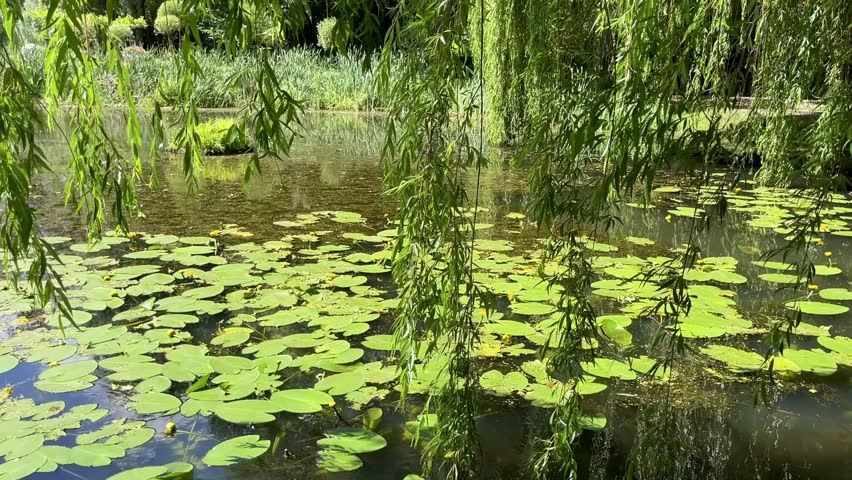 Scenic summer pond with green lily pads and willow trees in nature. Peaceful summer landscape with a natural pond covered in lily pads and surrounded by lush green vegetation.