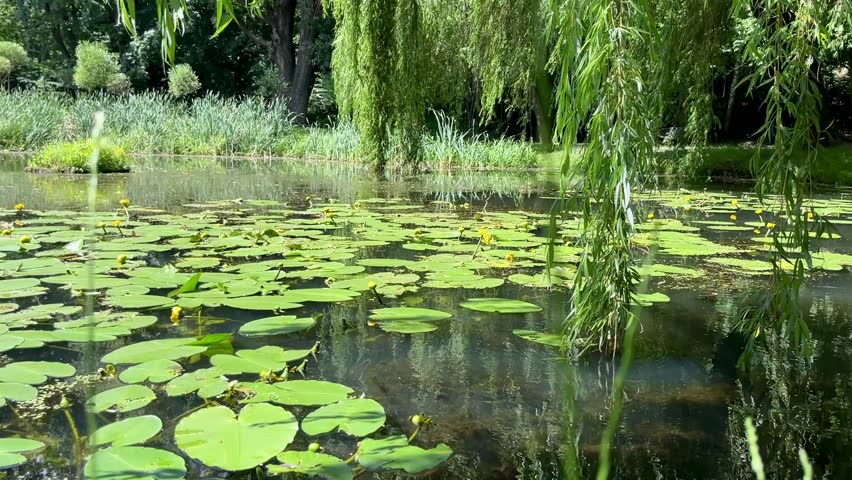 Scenic summer pond with green lily pads and willow trees in nature. Peaceful summer landscape with a natural pond covered in lily pads and surrounded by lush green vegetation.