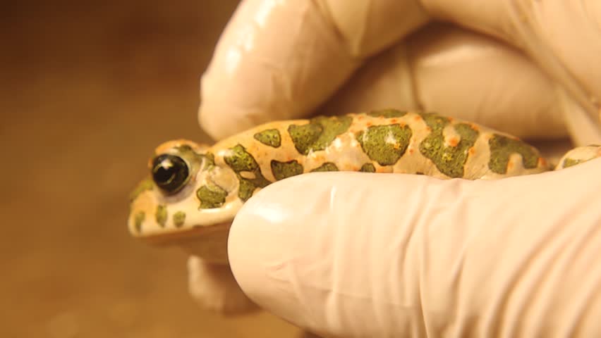 Toad repeatedly ejecting milky toxin from multiple gland pores by pressing on the parotoid gland. This natural defense deters predators like cats, and foxes causing drooling and cardiac distress.