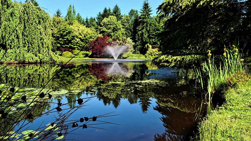 A water fountain in the pond. VanDusen botanical gardens, Vancouver BC Canada
