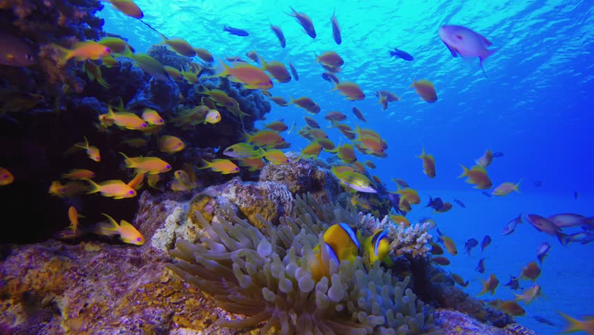 Underwater Tropical Clownfish Blue Sea. Underwater tropical clownfish (Amphiprion bicinctus) and sea anemones. Underwater fish reef marine. Tropical colourful underwater seascape. Reef coral scene.