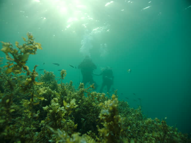 A serene snorkeling journey in the Red Sea, where colorful fish swim peacefully around a happy couple.
