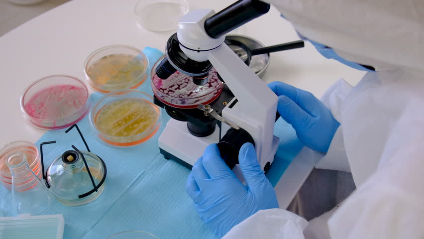 Examine bacteria in petri dishes in the laboratory. Selective focus.