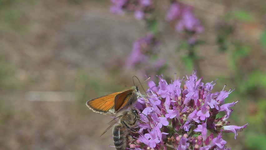 Small Skipper (Thymelicus sylvestris) butterfly feeding on Wild Marjoram (Origanum vulgare) flowers before flying away, disturbed by a honey bee. July, Kent, UK [Slow motion x10]