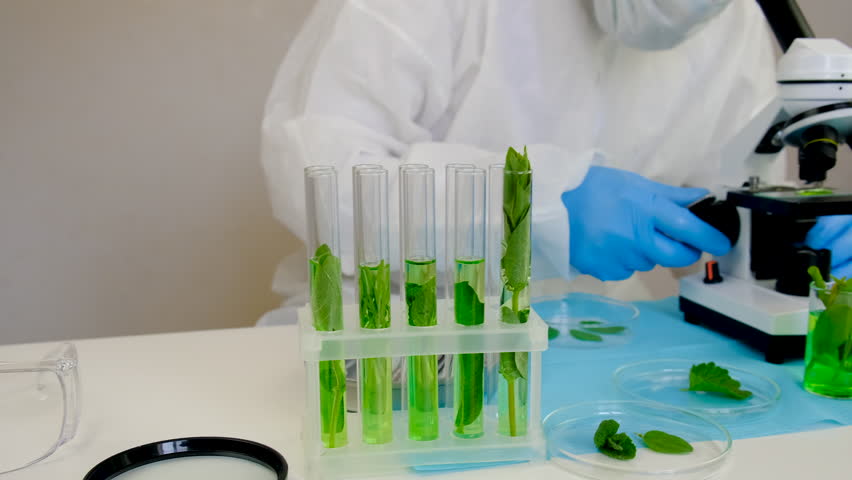 Research of plants in the laboratory. Selective focus.