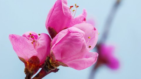 HD macro timelapse video of a pink peach tree flower growing and blossoming on a blue background/Pink peach tree flower blossoming Stock Video