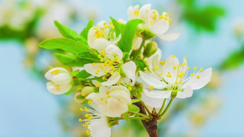 Hd macro time lapse video of a wild plum flower growing and blooming on a blue background/Wild plum flower blossoming macro timelapse