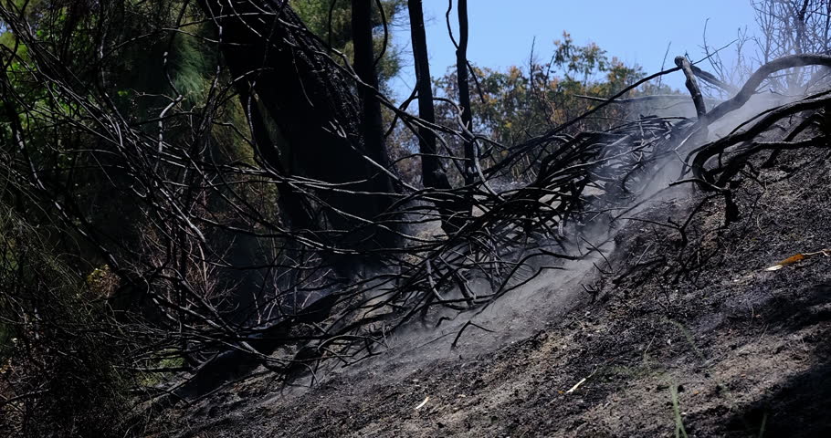 burned trees and dramatic landscape