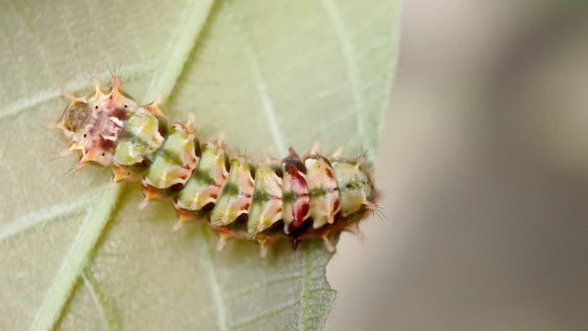 Indigo Flash caterpillar, Rapala varuna (Lycaenidae, Theclinae) feeding on Bridelia stipularis leaves (Phyllanthaceae). Butterflies of East Java, Indonesia.