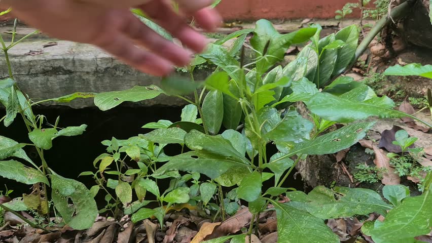 Exploding Pletekan Plant When Watered – Touch Triggered Flower Burst Reaction