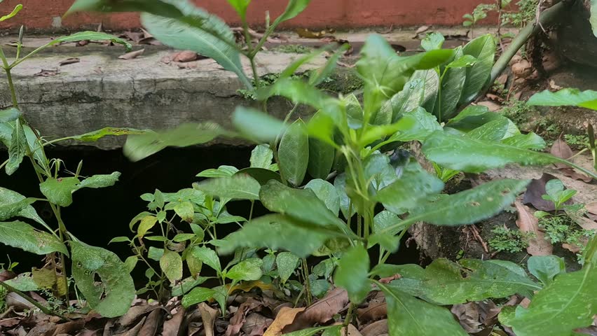 Cracker (Pletekan) plant bursts open with a pop when watered after being picked. Natural seed pod explosion reaction caught on video.