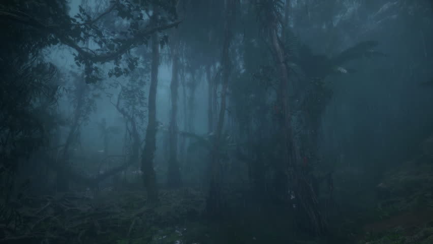 Rain Morning Fog In The Forest