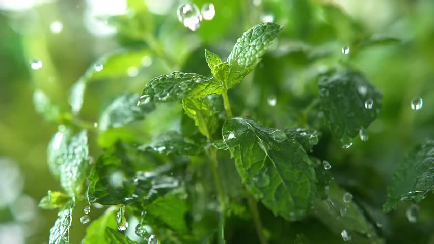 Close-up footage of heavy rain shower soaking fresh mint leaves in a lush garden. Raindrops splash on vibrant green foliage creating a calming natural scene