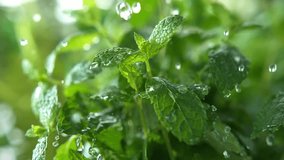 Close-up footage of heavy rain shower soaking fresh mint leaves in a lush garden. Raindrops splash on vibrant green foliage creating a calming natural scene - Powered by Shutterstock - Get 15% off with code: PIKWIZARD15