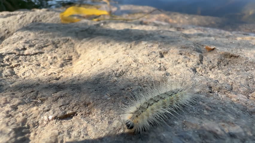 furry white caterpillar quickly crawls along stone on bank of summer river