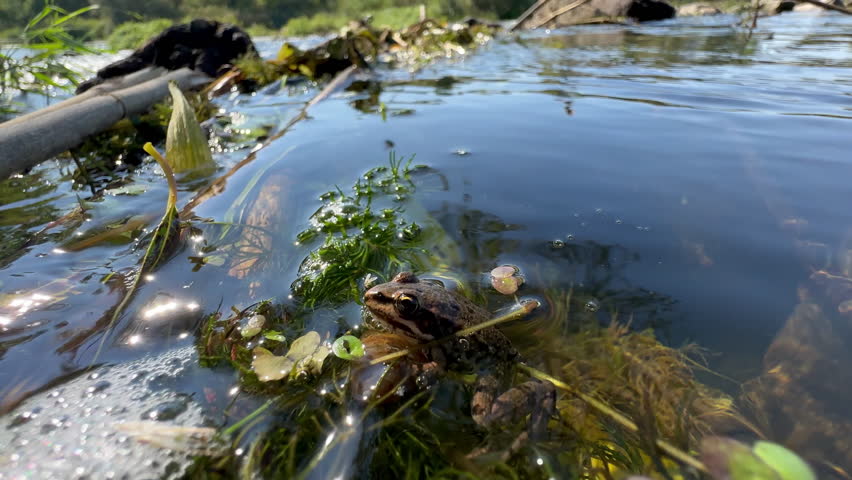small green frog sits on algae among fast mountain river against backdrop of the vastness of river and the bank in reeds