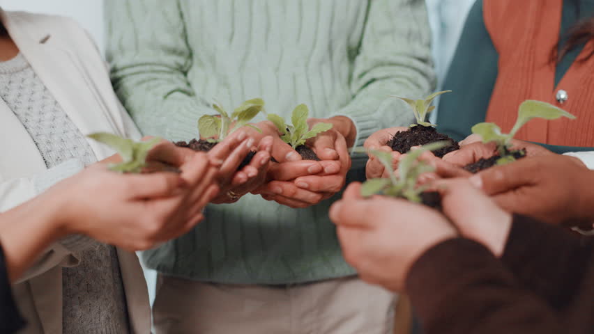 Teamwork, plant and hands of business people in office for sustainability, climate change and charity. Growth, collaboration and workers with sprout for conservation, eco friendly company and support