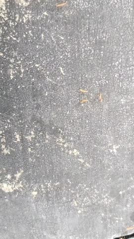 Red ants running on the wall