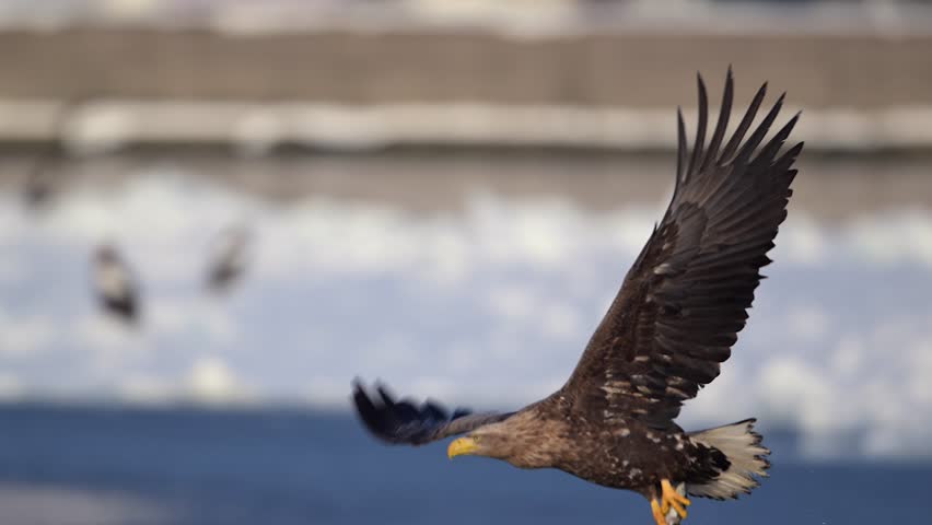 Tracking Shot of White-Tailed Eagle Flying Low Over Water While Hunting – Epic Raptor Aerial Wildlife Scene