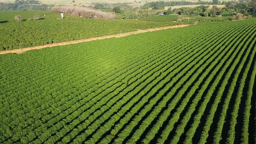 aerial view of green coffee field in Brazil