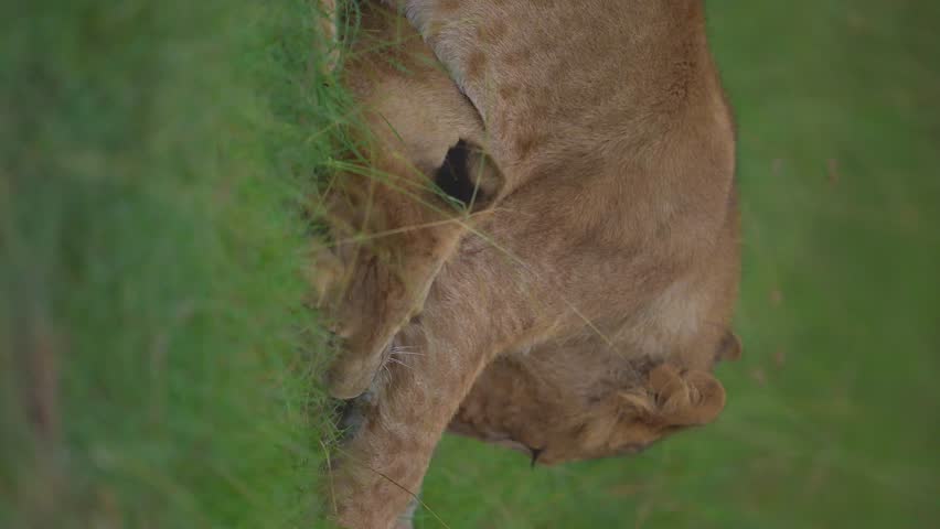 Lion cubs tumbling and pouncing around their watchful mother in Masai Mara Kenya, with soft growls and playful swipes.