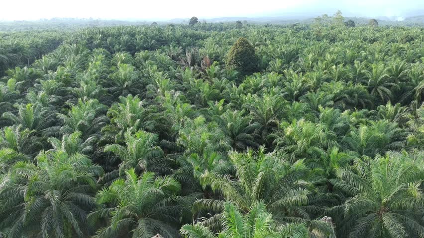 oil palm plants in the afternoon