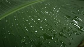 Close up view of vibrant green banana leaf adorned with glistening water droplets, showcasing intricate textures and natural beauty of tropical flora after refreshing rain. Water on leaves of banana - Powered by Shutterstock - Get 15% off with code: PIKWIZARD15