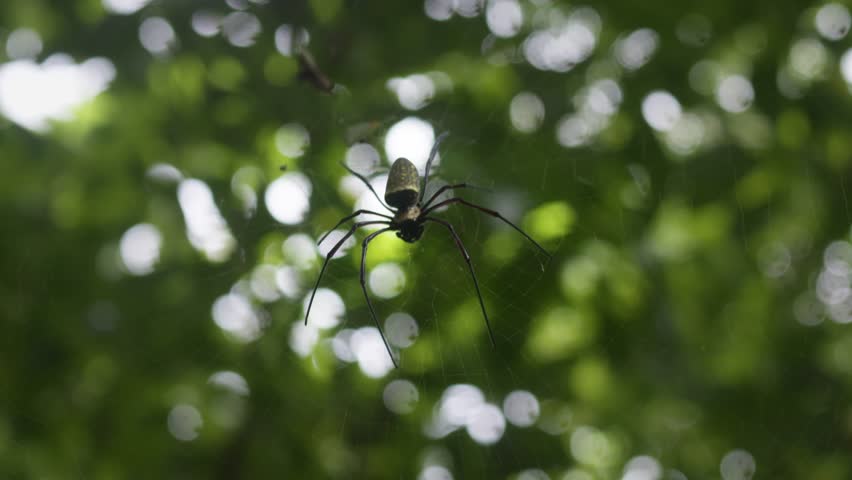 Large spider diligently weaving an intricate web amidst vibrant green forest, showcasing wonders of nature and delicate balance of ecosystem. Arachnophobia is fear of spiders which can be poisonous
