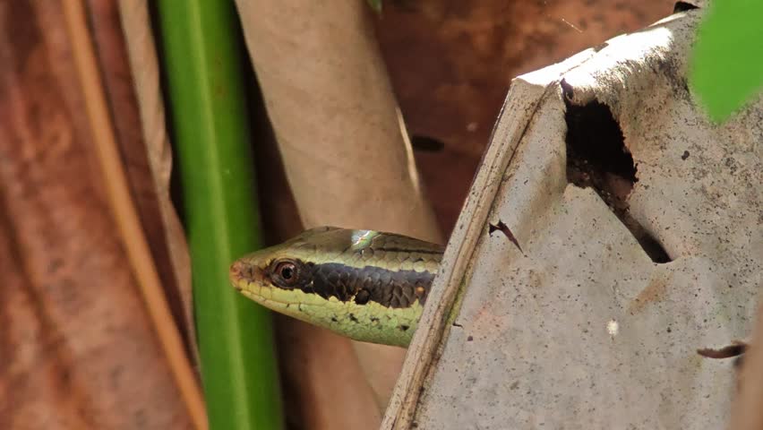 Skink. A species of lizard.