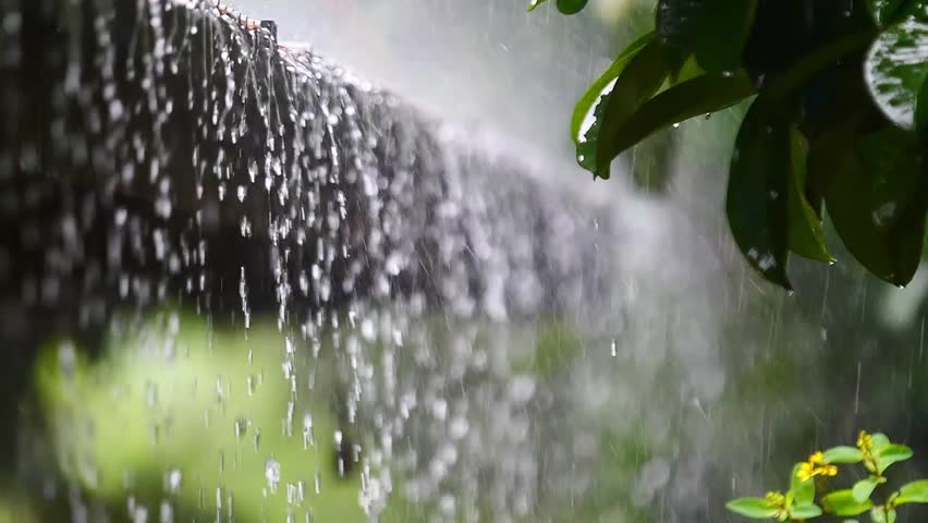 Rain-kissed Canopy: A mesmerizing snapshot of raindrops cascading through a lush green canopy, conveying a serene and tranquil ambiance.
