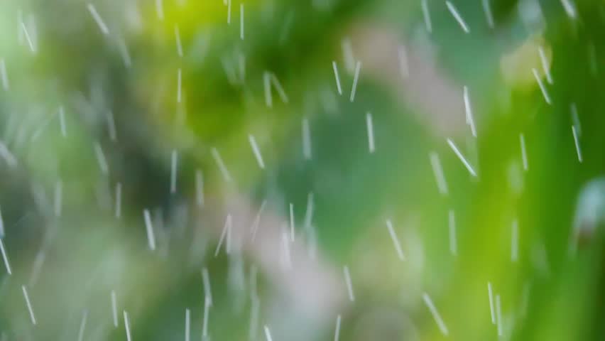 Rain-kissed Canopy: A mesmerizing snapshot of raindrops cascading through a lush green canopy, conveying a serene and tranquil ambiance.