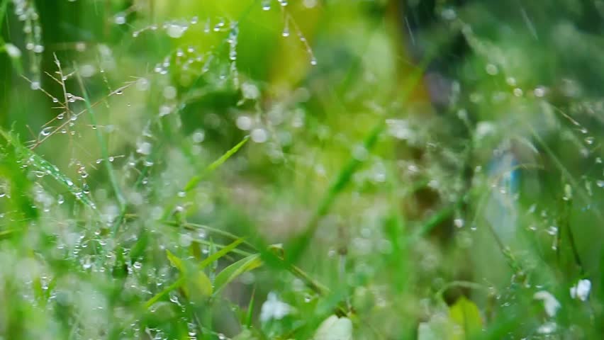  Dew-Kissed Greenery: Delicate blades of grass, adorned with sparkling droplets of morning dew, create a refreshing display of nature