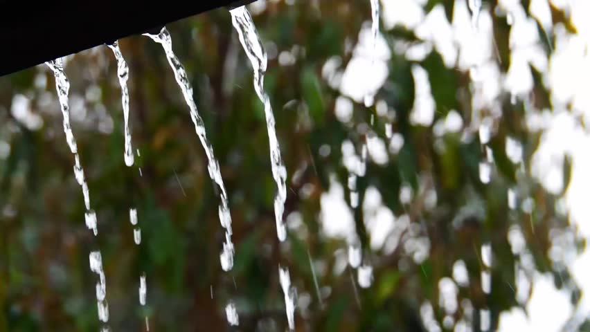 Rain-kissed Canopy: A mesmerizing snapshot of raindrops cascading through a lush green canopy, conveying a serene and tranquil ambiance.