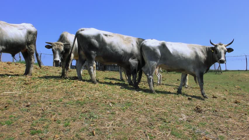 A group of Ukrainian Grey cattle against the background of a wooden canopy.