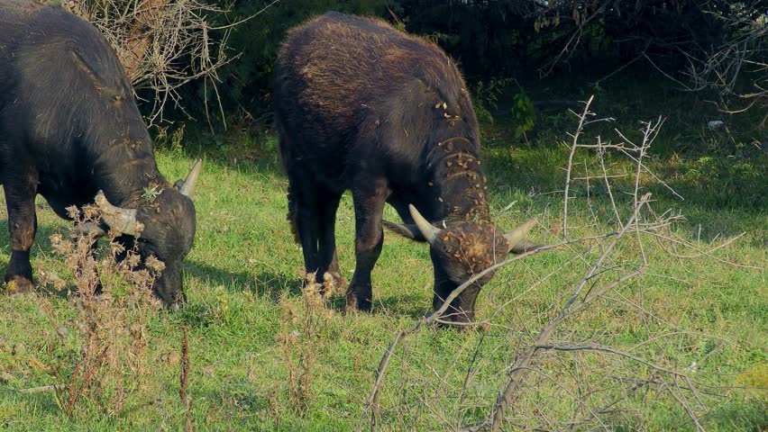 A pair of Water Buffalo (Bubalus bubalis) s graze on a green lawn. Illustration of the transfer of seeds of thorny plants on the fur of animals, medium shot.