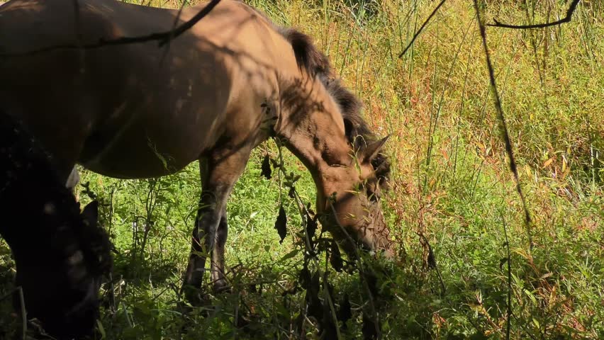 A wild Hutsul horses graze on one of the islands of the Danube Delta, close-up.