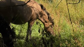A wild Hutsul horses graze on one of the islands of the Danube Delta, close-up. - Powered by Shutterstock - Get 15% off with code: PIKWIZARD15