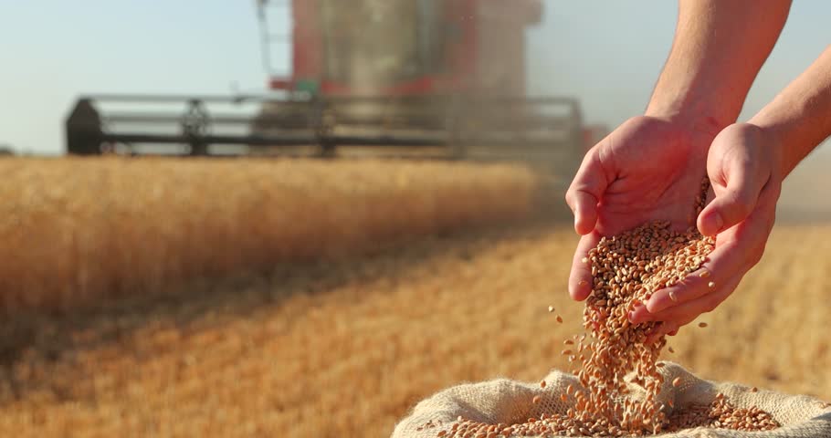 Wheat grains in the hands of a successful young farmer after a good harvest, with agricultural machinery - a combine harvester - working in the background. Slow motion, close up