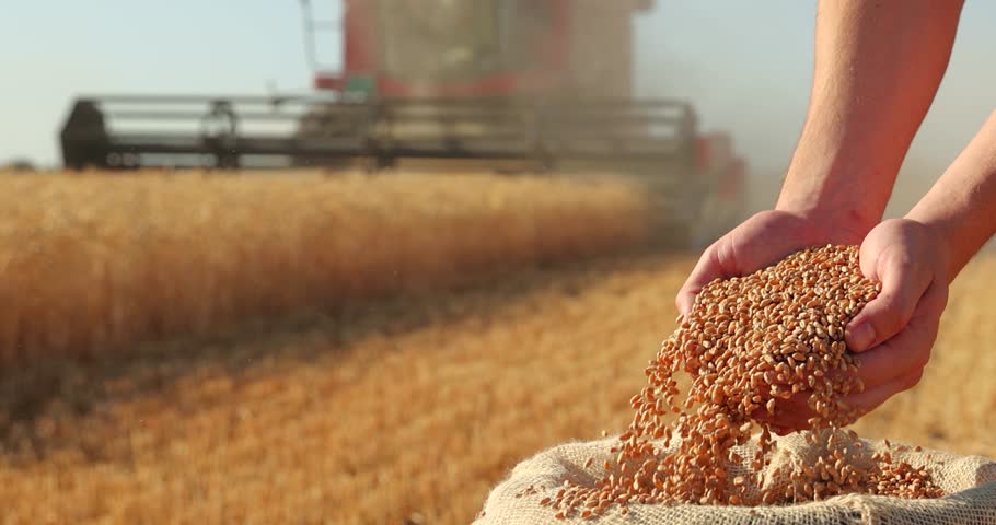 Wheat grains in the hands of a successful young farmer after a good harvest, with agricultural machinery - a combine harvester - working in the background. Slow motion, close up