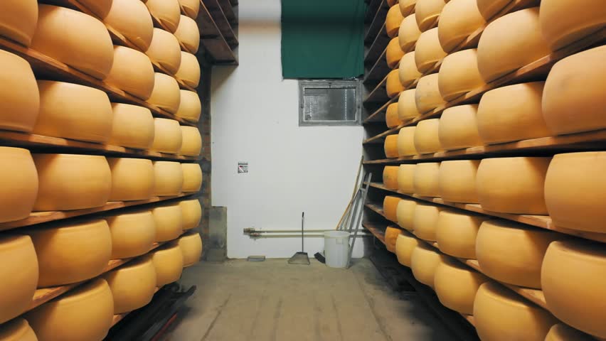 Traditional production process of Parmigiano-Reggiano hard cheese on a small dairy farm in Parma, Italy. Factory maturation room with shelves storing Parmesan cheese wheels aging for up to 5 years 