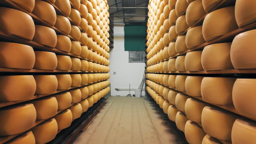 Traditional production process of Parmigiano-Reggiano hard cheese on a small dairy farm in Parma, Italy. Factory maturation room with shelves storing Parmesan cheese wheels aging for up to 5 years 