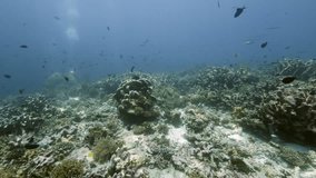 Underwater slow motion reveals the colorful world of coral reefs teeming with fish near Kepulauan Banda, Indonesia. Small fish dart about the coral formations as sunlight filters through. - Powered by Shutterstock - Get 15% off with code: PIKWIZARD15