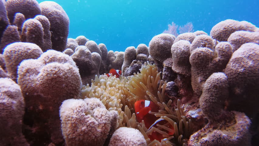 Anemone, nature and clown fish in coral reef, sea and environment with biodiversity. Tropical, ocean and ecology with animals swimming underwater in plants, habitat or marine life closeup in seaweed