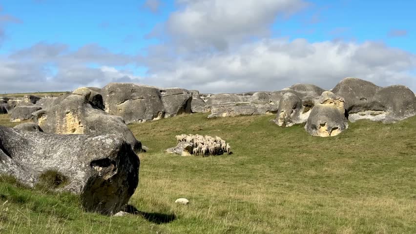 Serene sheep migration across lush pasture under clear blue skies. Farm