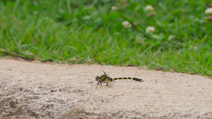 Yellow-Spotted Skimmer (Libellula flavida) or Similar Dragonfly Resting