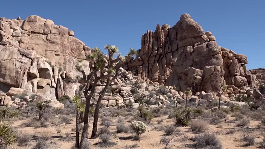 Joshua tree national park Travel landscape 